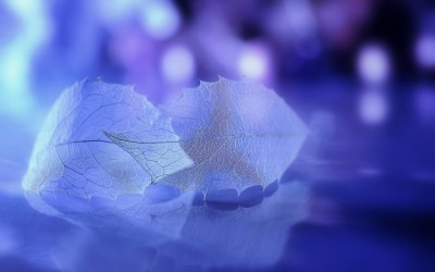老师好免费完整版