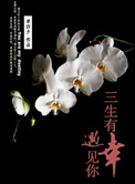 东宫之主免费阅读